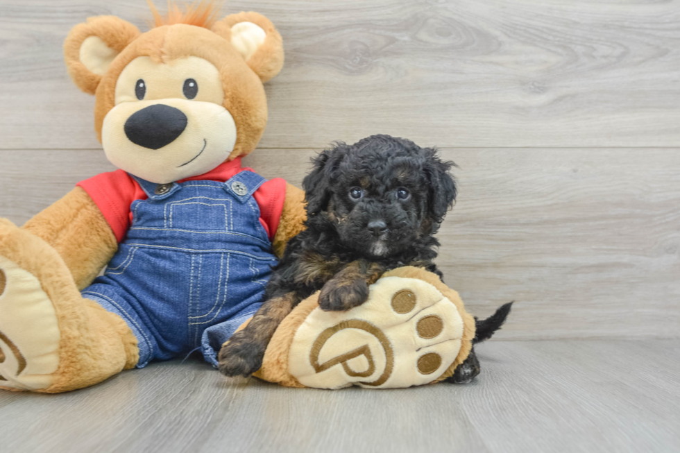 Best Mini Goldendoodle Baby