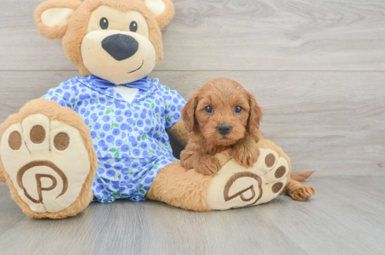 Small Mini Goldendoodle Baby