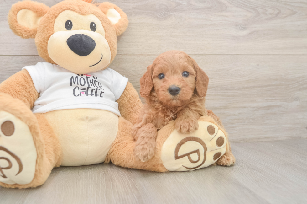 5 week old Mini Goldendoodle Puppy For Sale - Florida Fur Babies