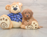 6 week old Mini Goldendoodle Puppy For Sale - Florida Fur Babies