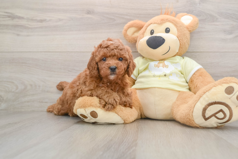 Popular Mini Goldendoodle Poodle Mix Pup