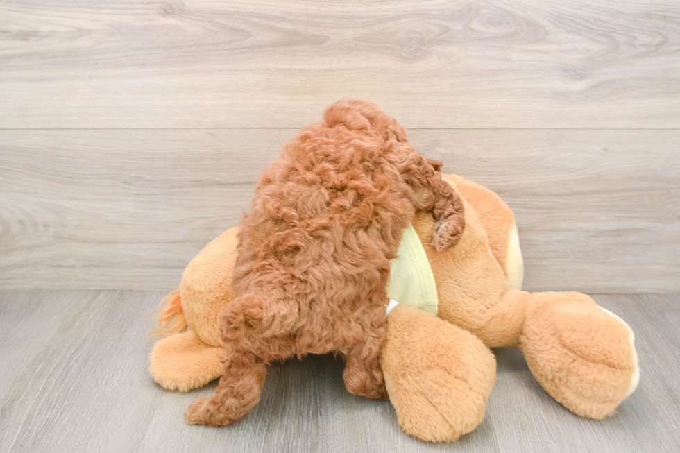 Friendly Mini Goldendoodle Baby