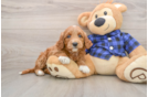 Mini Goldendoodle Puppy for Adoption