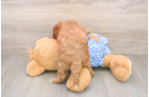 Best Mini Goldendoodle Baby