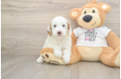Best Mini Goldendoodle Baby