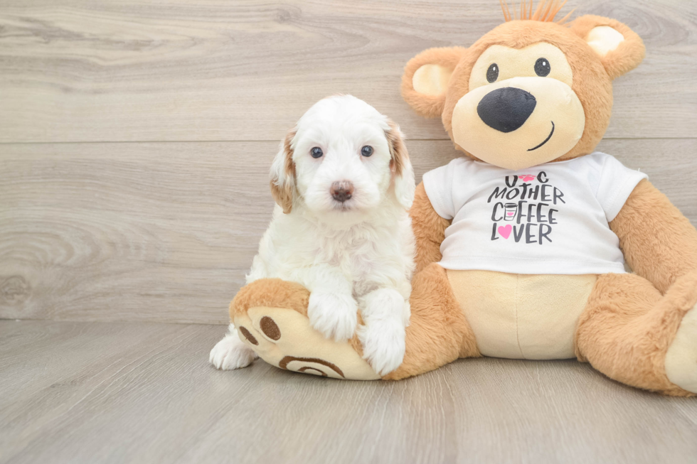 Best Mini Goldendoodle Baby