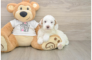 Mini Goldendoodle Puppy for Adoption