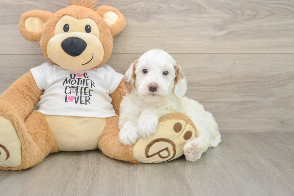 Mini Goldendoodle Puppy for Adoption