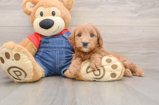 Hypoallergenic Mini Goldiepoo Poodle Mix Puppy