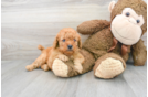 Meet Gabi - our Mini Goldendoodle Puppy Photo 2/3 - Florida Fur Babies