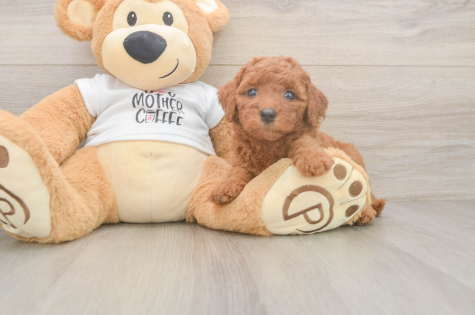 5 week old Mini Goldendoodle Puppy For Sale - Florida Fur Babies