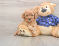 6 week old Mini Goldendoodle Puppy For Sale - Florida Fur Babies