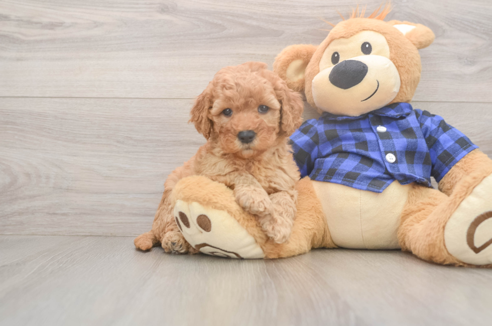 6 week old Mini Goldendoodle Puppy For Sale - Florida Fur Babies