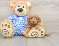 7 week old Mini Goldendoodle Puppy For Sale - Florida Fur Babies