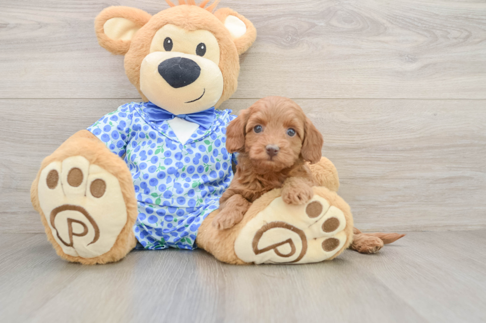Best Mini Goldendoodle Baby