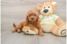 Smart Mini Goldendoodle Poodle Mix Pup