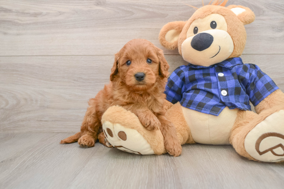 Adorable Golden Retriever Poodle Mix Poodle Mix Puppy