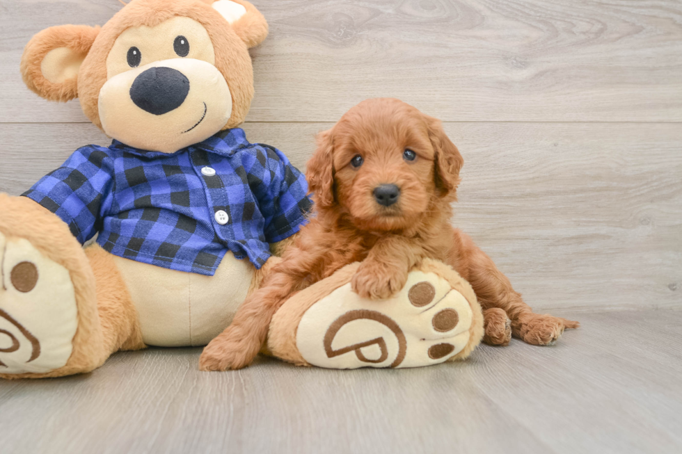 Best Mini Goldendoodle Baby
