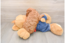 Best Mini Goldendoodle Baby