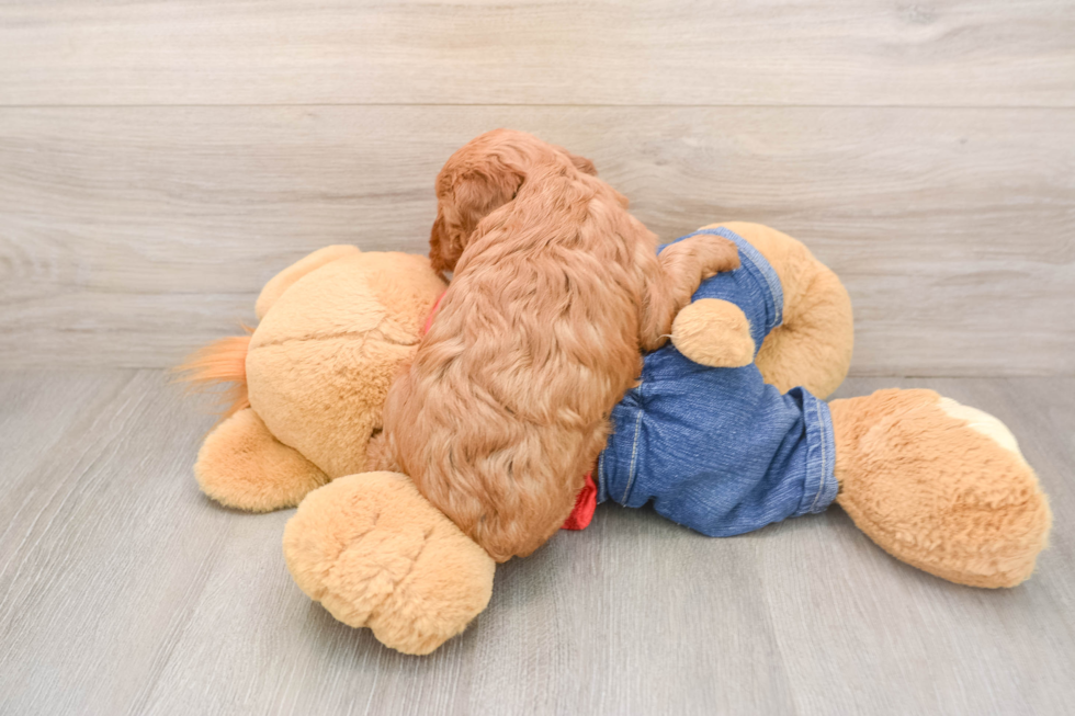 Best Mini Goldendoodle Baby