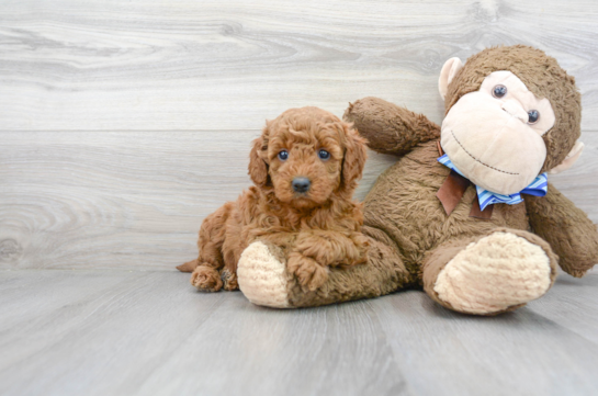 30 week old Mini Goldendoodle Puppy For Sale - Florida Fur Babies