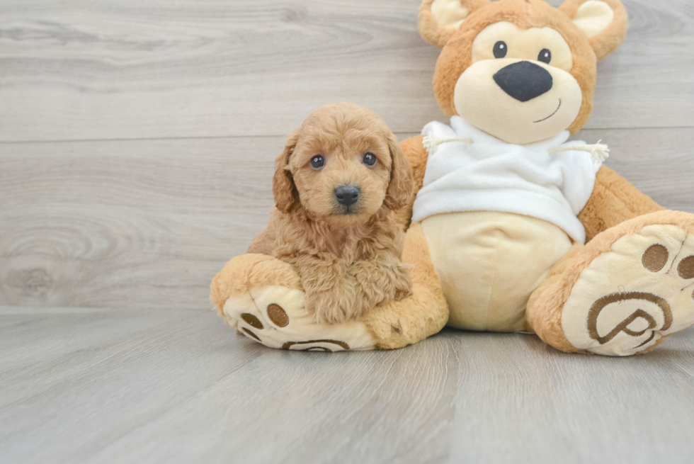 Popular Mini Goldendoodle Poodle Mix Pup
