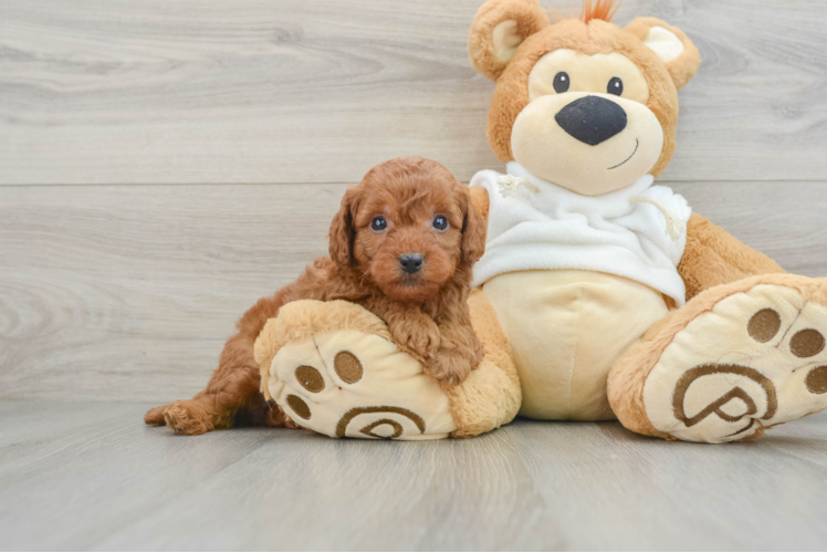 Adorable Golden Retriever Poodle Mix Poodle Mix Puppy