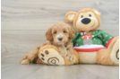 Mini Goldendoodle Puppy for Adoption