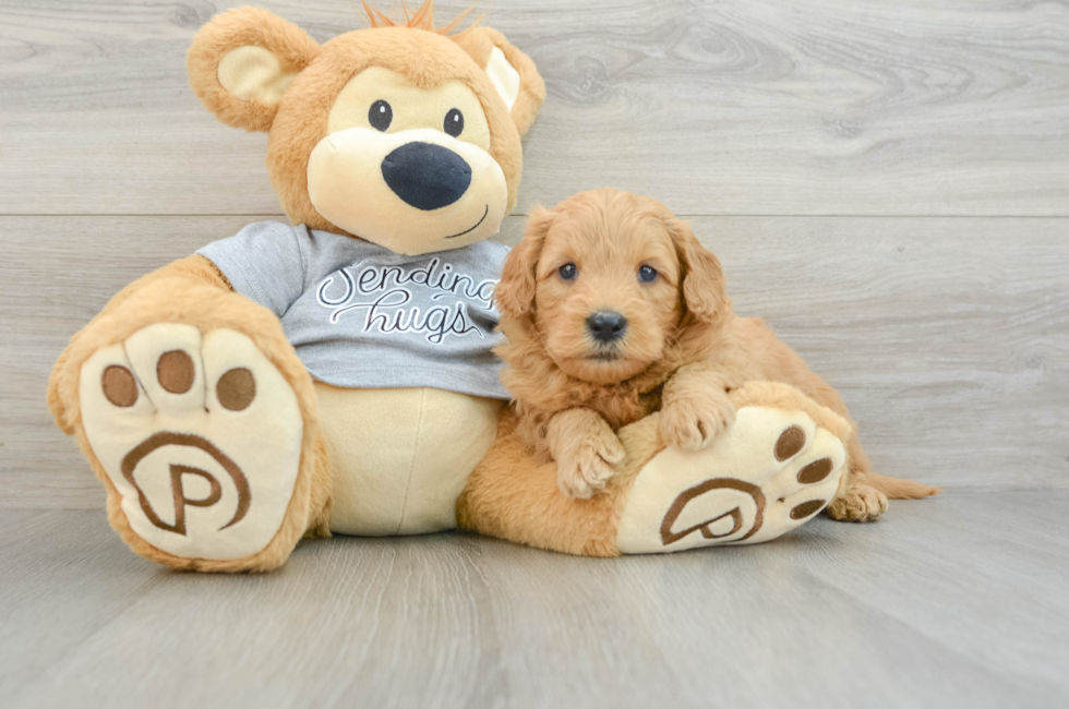 5 week old Mini Goldendoodle Puppy For Sale - Florida Fur Babies