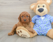 7 week old Mini Goldendoodle Puppy For Sale - Florida Fur Babies