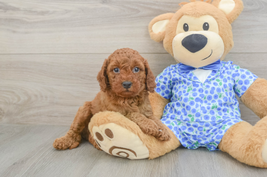 Petite Mini Goldendoodle Poodle Mix Pup
