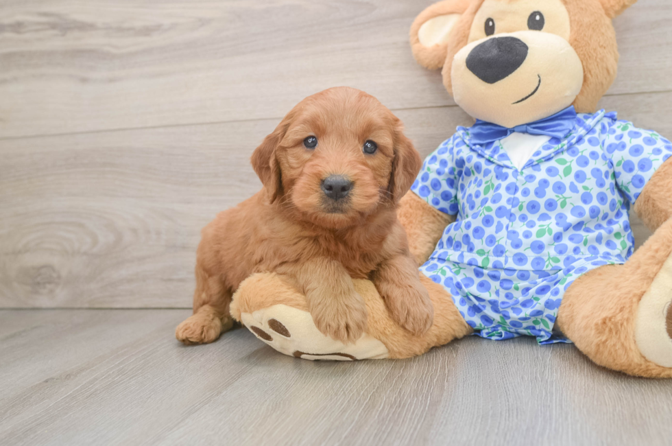 6 week old Mini Goldendoodle Puppy For Sale - Florida Fur Babies