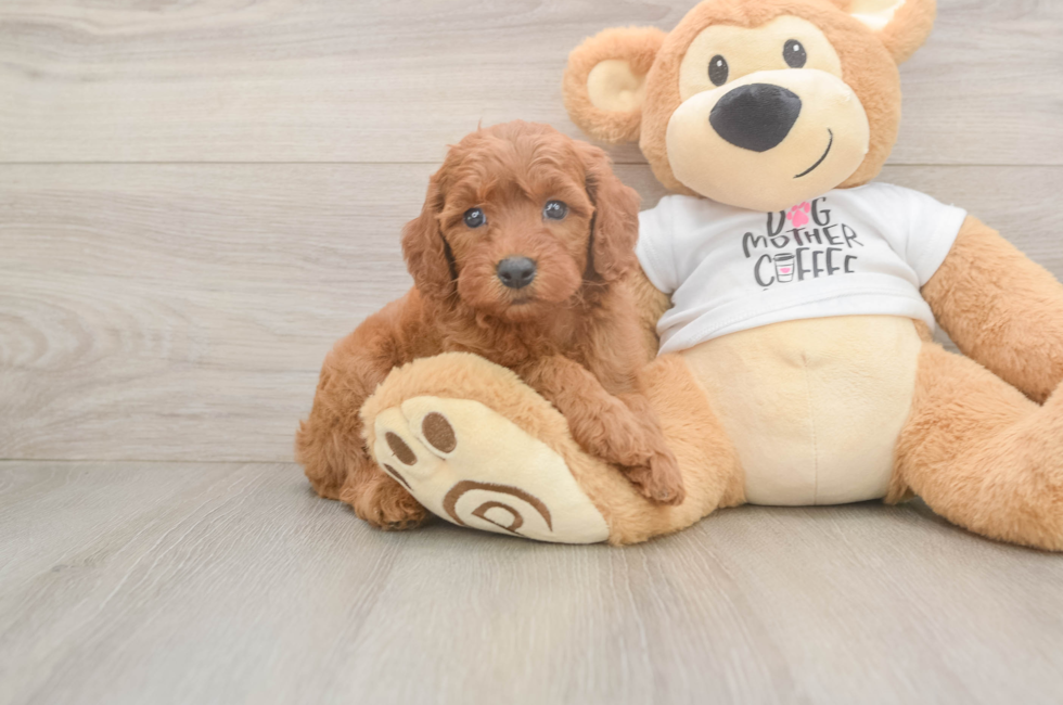 5 week old Mini Goldendoodle Puppy For Sale - Florida Fur Babies