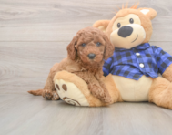 5 week old Mini Goldendoodle Puppy For Sale - Florida Fur Babies