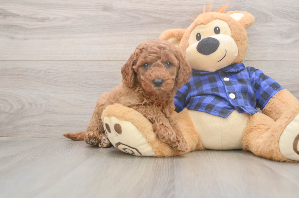6 week old Mini Goldendoodle Puppy For Sale - Florida Fur Babies