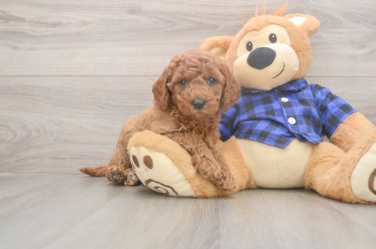 Mini Goldendoodle Puppy for Adoption