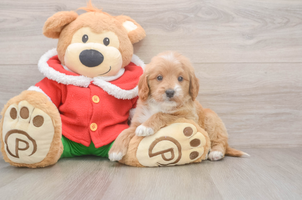 5 week old Mini Goldendoodle Puppy For Sale - Florida Fur Babies