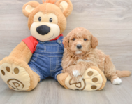7 week old Mini Goldendoodle Puppy For Sale - Florida Fur Babies