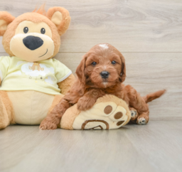 7 week old Mini Goldendoodle Puppy For Sale - Florida Fur Babies