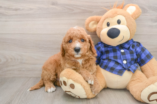 Little Mini Goldenpoo Poodle Mix Puppy