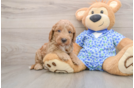 Mini Goldendoodle Pup Being Cute