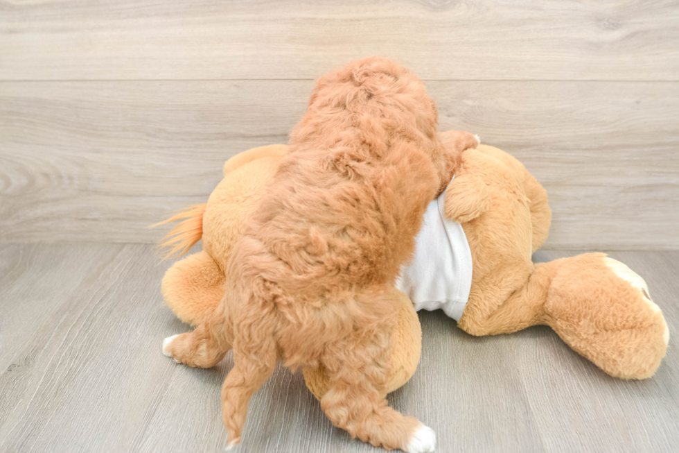 Best Mini Goldendoodle Baby