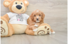 Adorable Golden Retriever Poodle Mix Poodle Mix Puppy