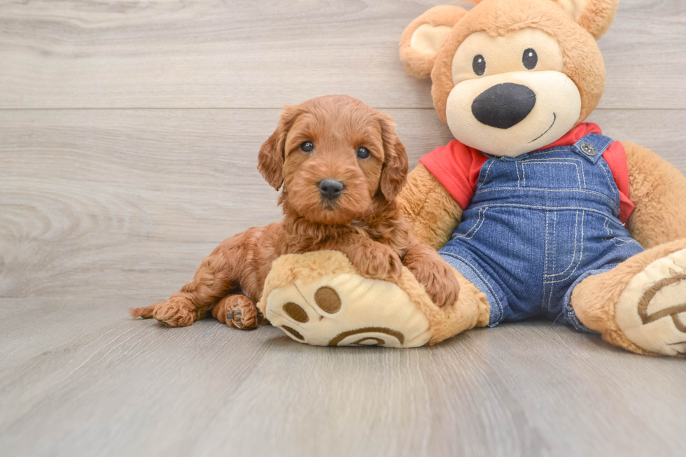 Best Mini Goldendoodle Baby