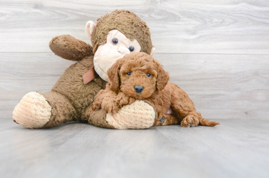 30 week old Mini Goldendoodle Puppy For Sale - Florida Fur Babies