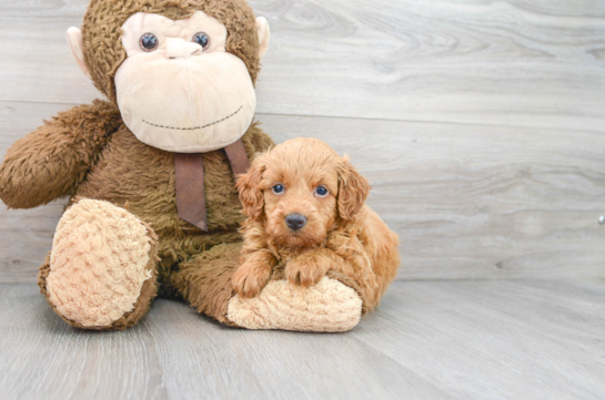 7 week old Mini Goldendoodle Puppy For Sale - Florida Fur Babies