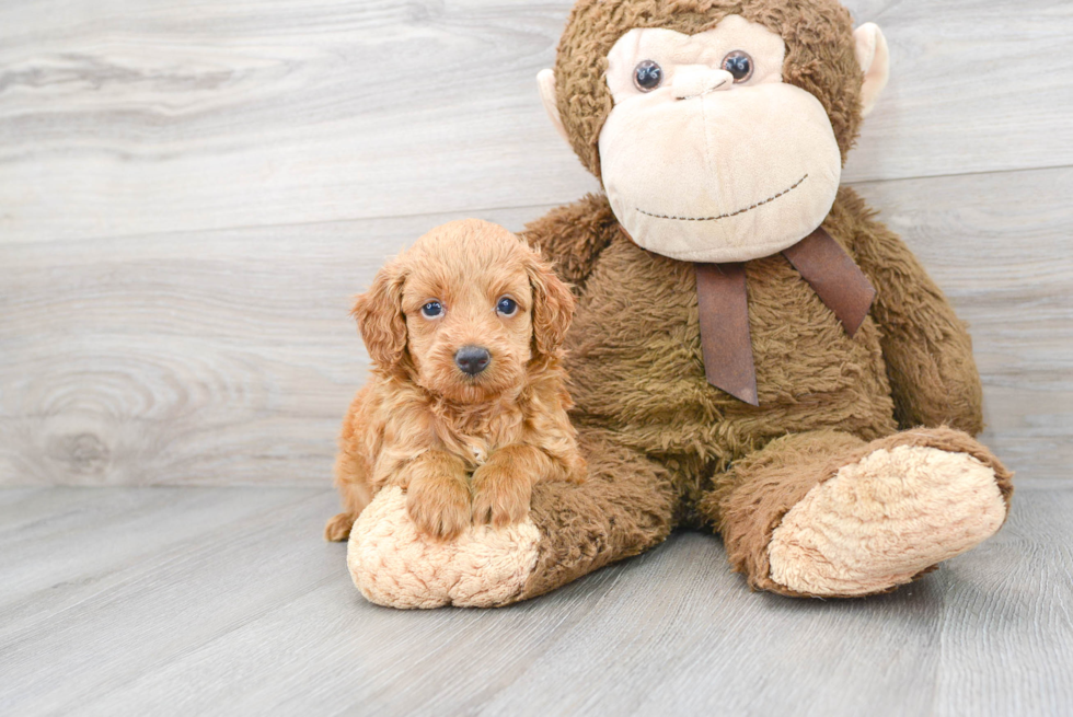 Meet Gavin - our Mini Goldendoodle Puppy Photo 2/3 - Florida Fur Babies