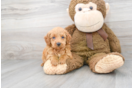 Meet Gavin - our Mini Goldendoodle Puppy Photo 2/3 - Florida Fur Babies
