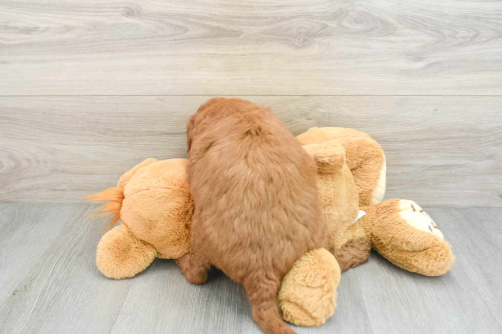 Cute Mini Goldendoodle Baby