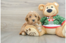 Adorable Golden Retriever Poodle Mix Poodle Mix Puppy